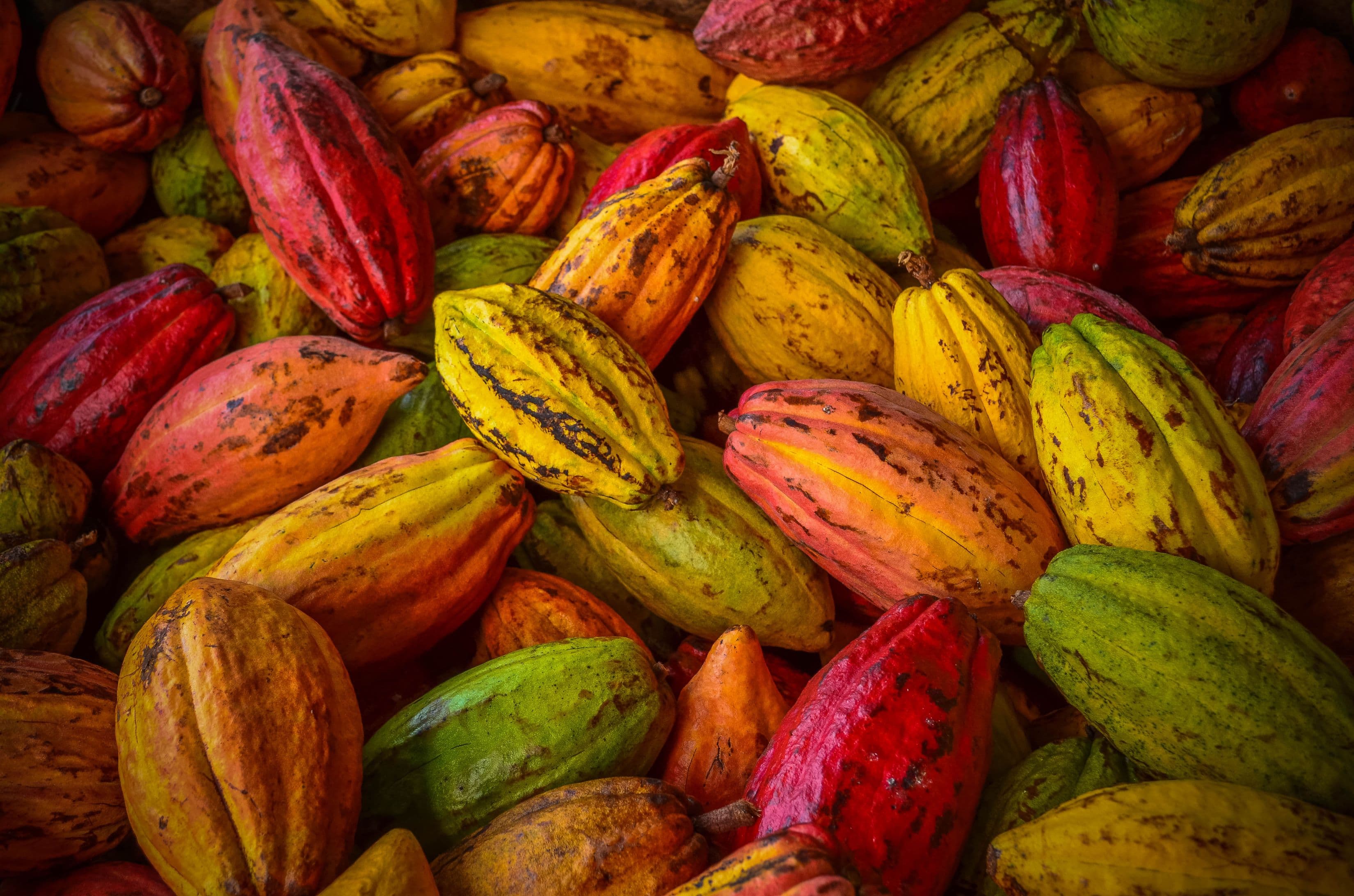 Cacoa Beans Variety