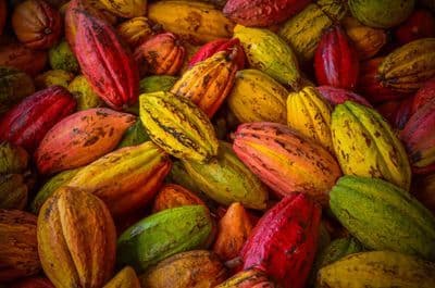Varietà di fave di cacao