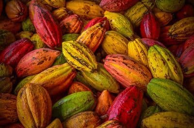 Cacoa Beans Variety