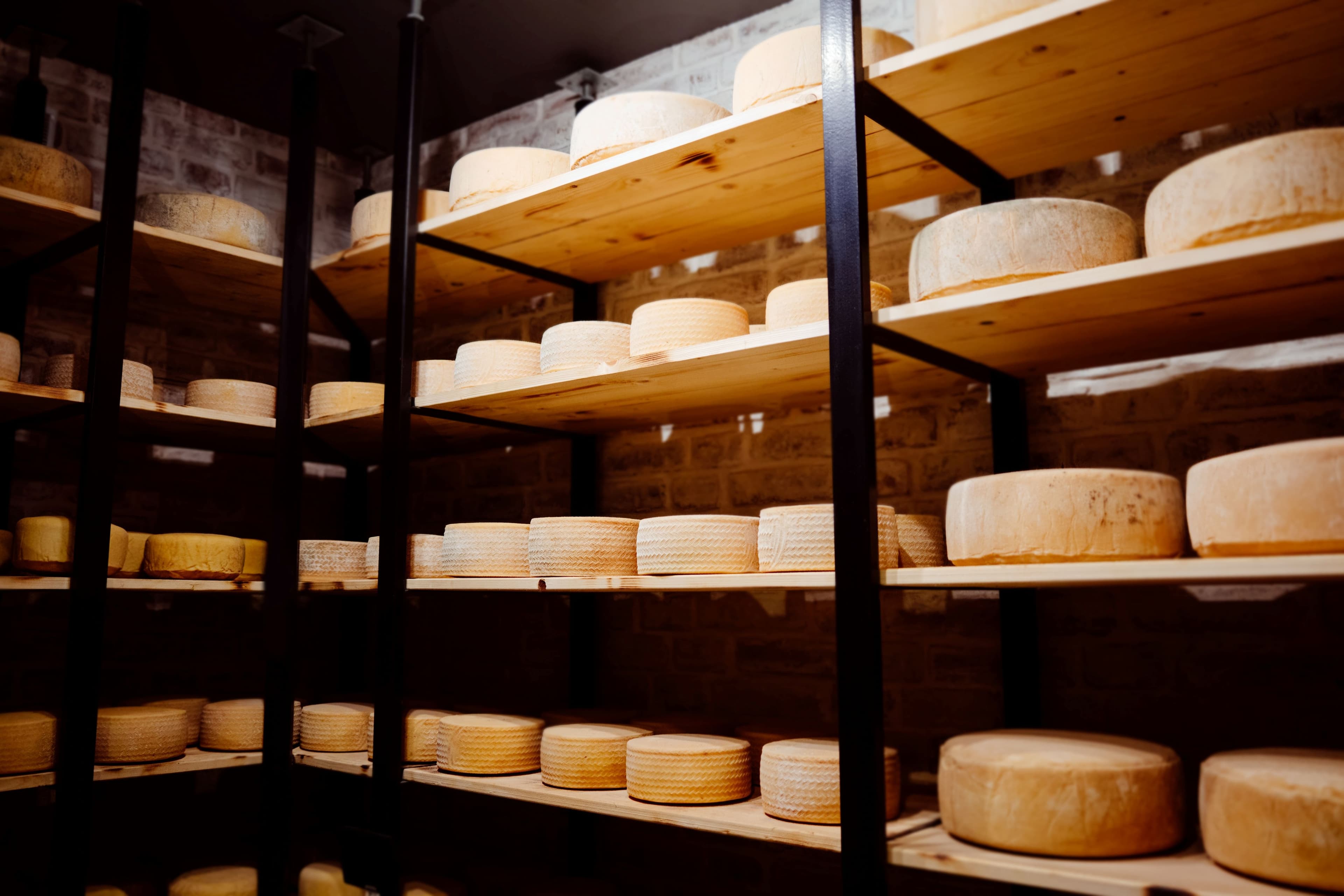 Wheels of Swiss cheese aging on wooden shelves during a swiss cheese tour