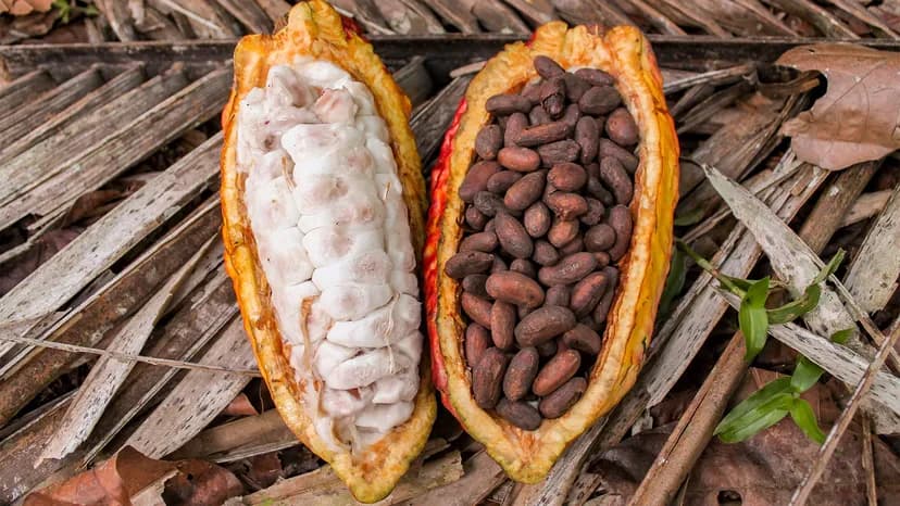 Choclate Beans