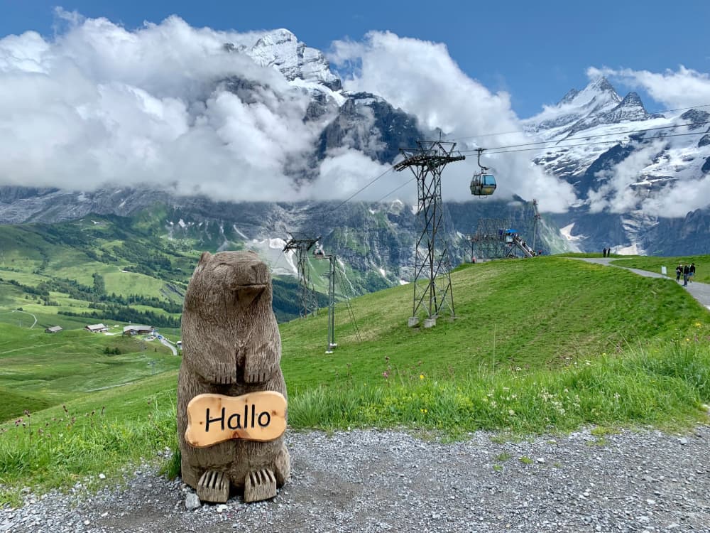 Grindelwald FIRST Marmot