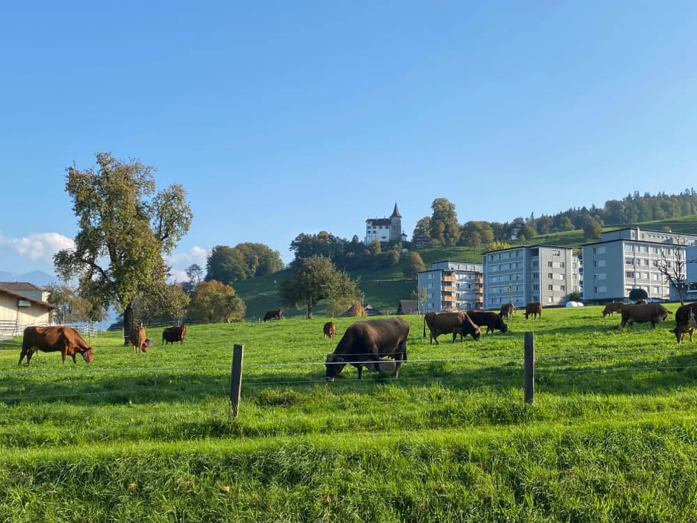 Mt. Pilatus Cows