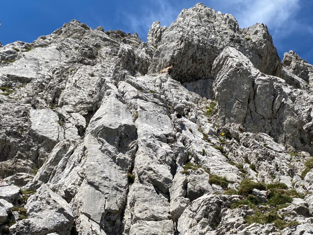 Mt. Pilatus Ibex