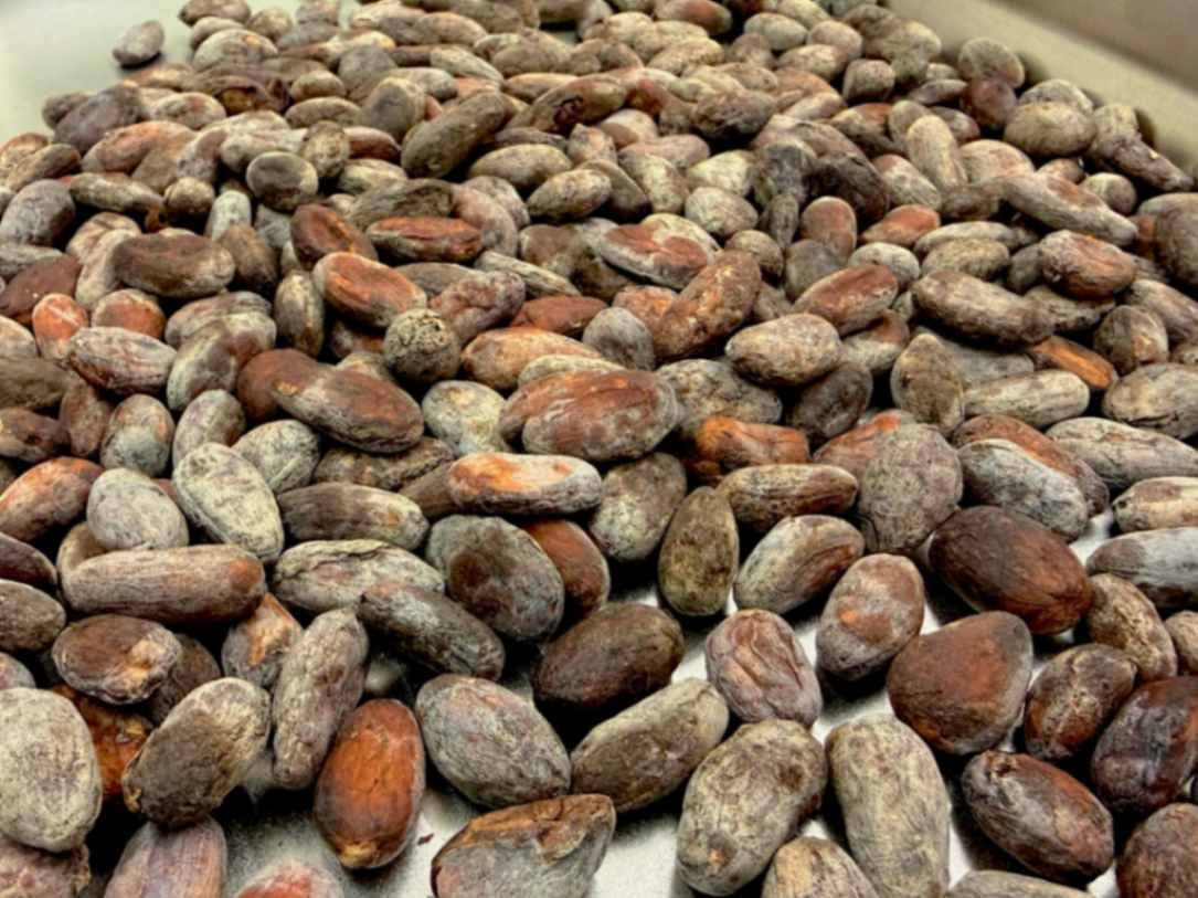Swiss Chocolate Cacao Beans